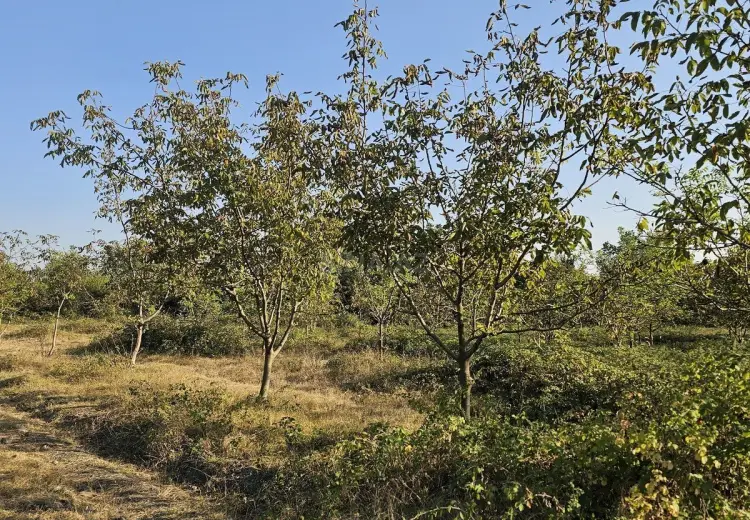 3000 sot Torpaq Satılır, Qəbələ
