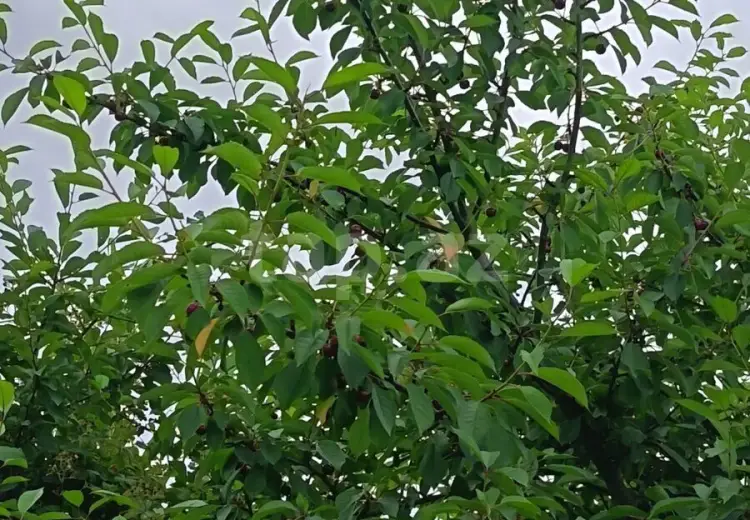 0 m² Obyekt / Ofis , Xaçmaz