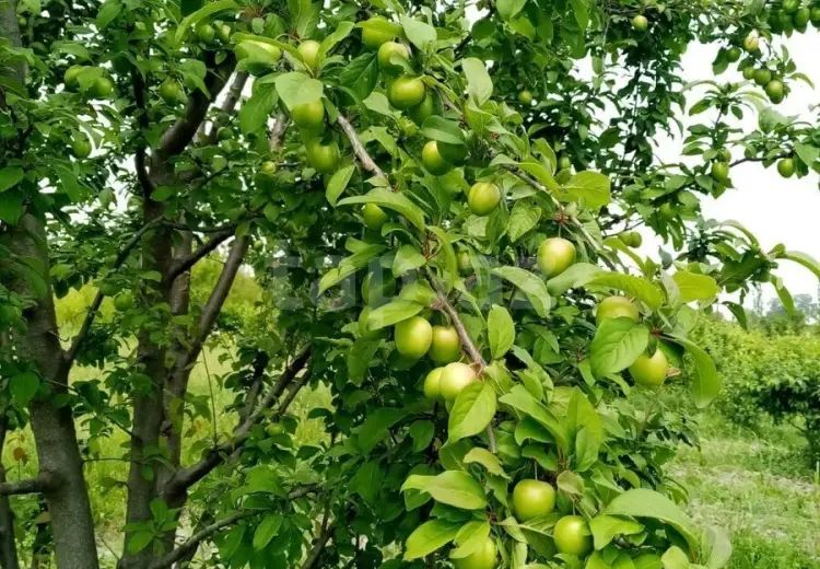 0 m² Obyekt / Ofis , Xaçmaz