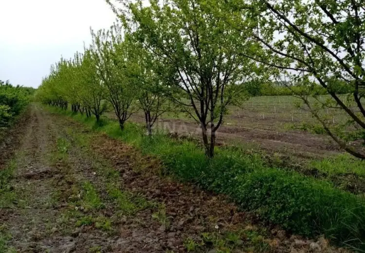 35 sot Torpaq Satılır, Xaçmaz
