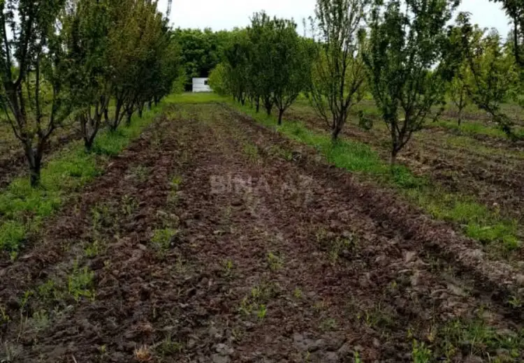35 sot Torpaq Satılır, Xaçmaz
