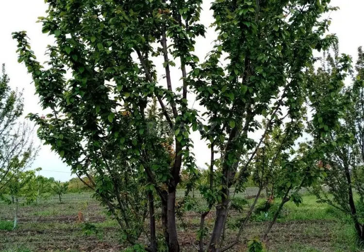 35 sot Torpaq Satılır, Xaçmaz