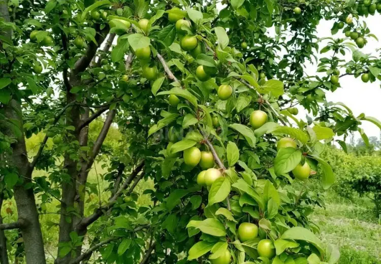 35 sot Torpaq Satılır, Xaçmaz