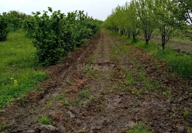 35 sot Torpaq Satılır, Xaçmaz