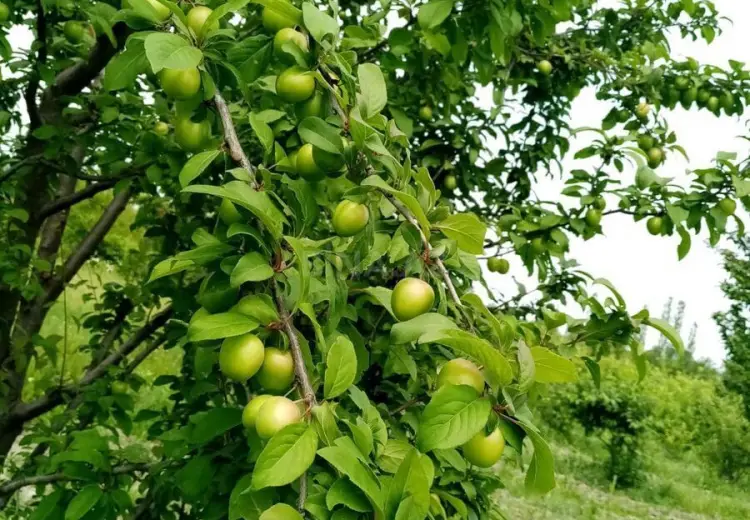 35 sot Torpaq Satılır, Xaçmaz