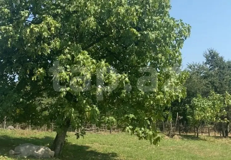 0 m² Obyekt / Ofis , Astara