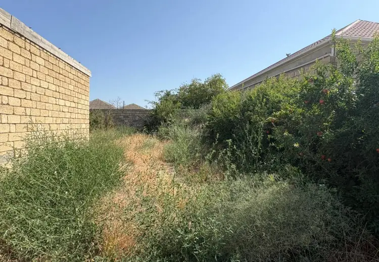 6.2 sot Torpaq Satılır, Saray, Abşeron