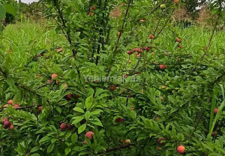 35 sot Torpaq Satılır, Xaçmaz
