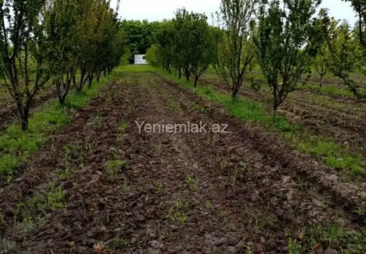 35 sot Torpaq Satılır, Xaçmaz