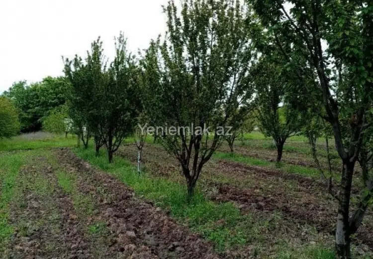 35 sot Torpaq Satılır, Xaçmaz