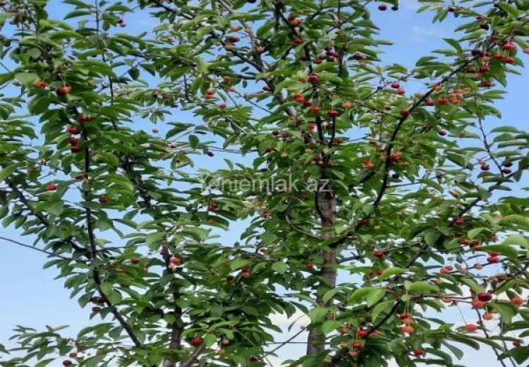 35 sot Torpaq Satılır, Xaçmaz