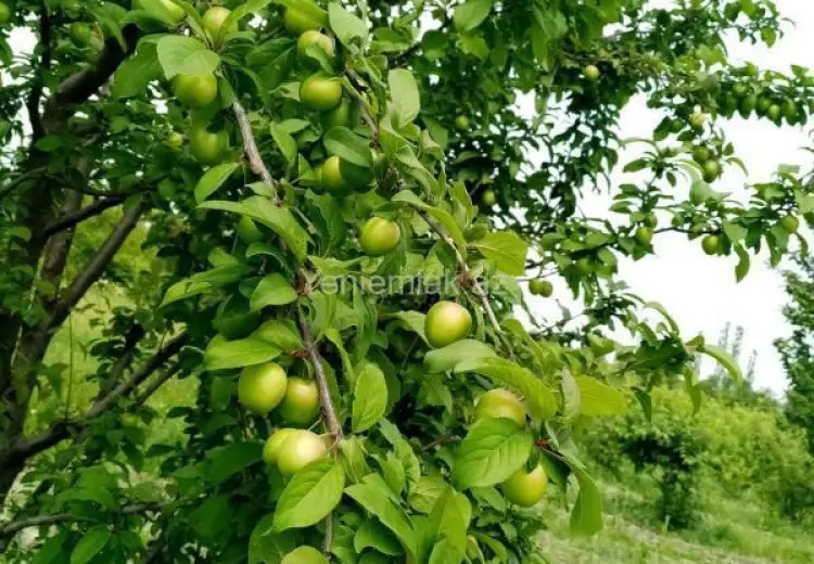 35 sot Torpaq Satılır, Xaçmaz
