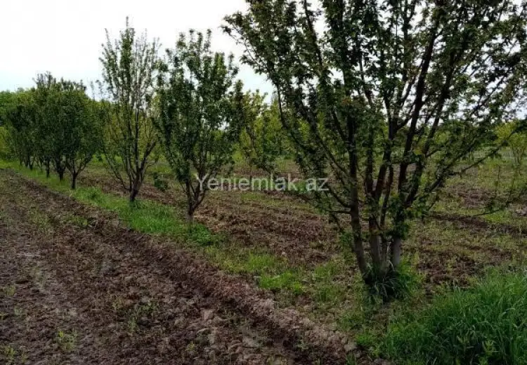 35 sot Torpaq Satılır, Xaçmaz