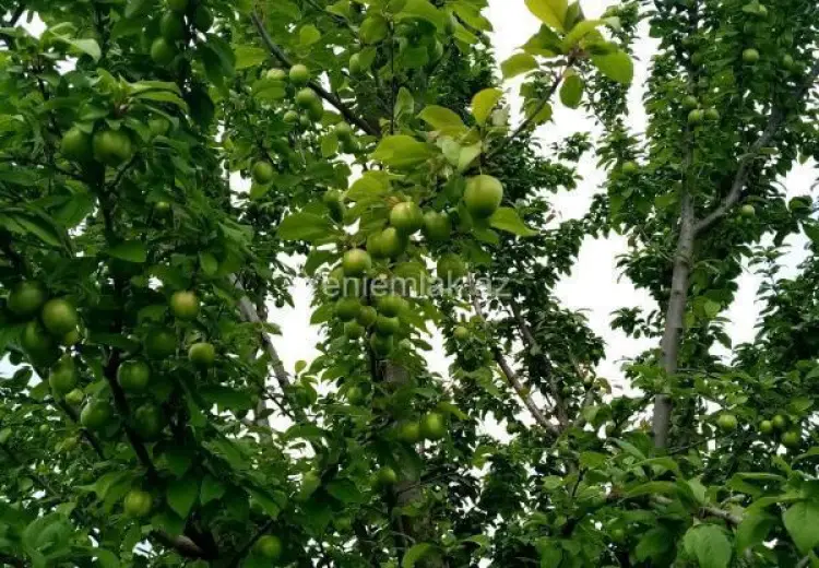 35 sot Torpaq Satılır, Xaçmaz