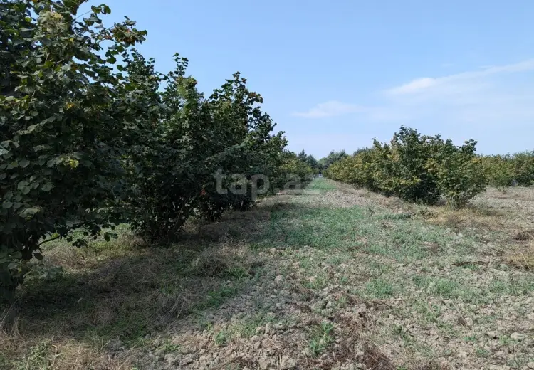 0 m² Obyekt / Ofis , Xudat