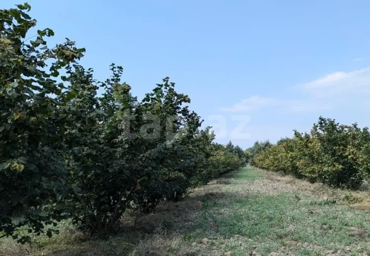 0 m² Obyekt / Ofis , Xudat