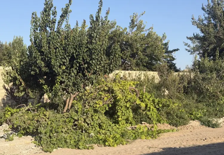 7.5 sot Torpaq Satılır, Bilgəh qəs., Sabunçu, Bakı