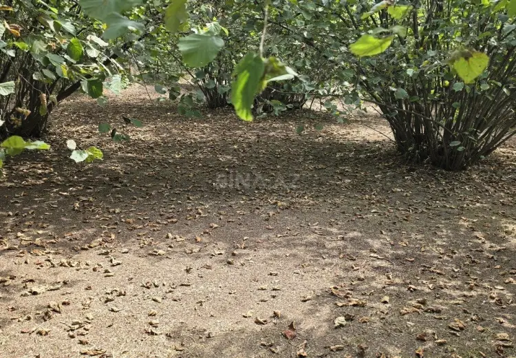 40 sot Torpaq Satılır, Oğuz