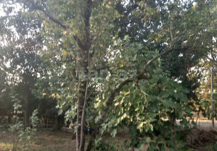 0 m² Obyekt / Ofis , Lənkəran