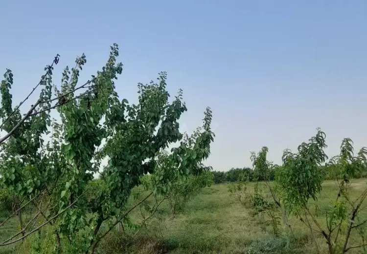 27 sot Torpaq Satılır, Şəmkir