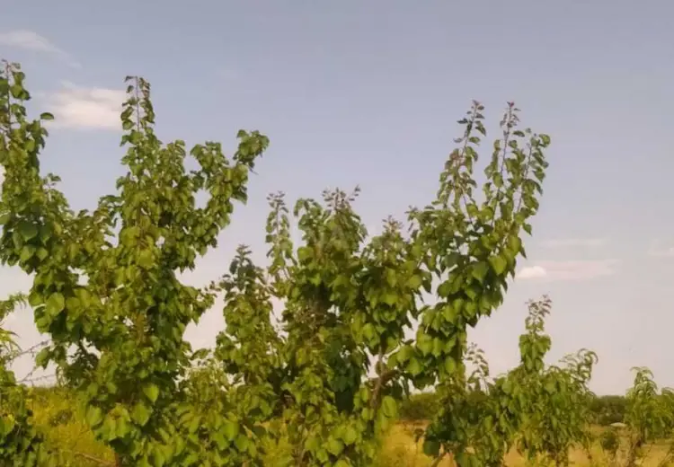 27 sot Torpaq Satılır, Şəmkir