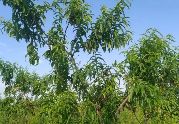 27 sot Torpaq Satılır, Şəmkir