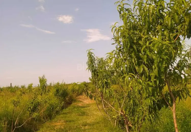 27 sot Torpaq Satılır, Şəmkir