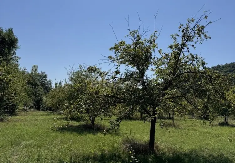 105 sot Torpaq Satılır, Qəbələ