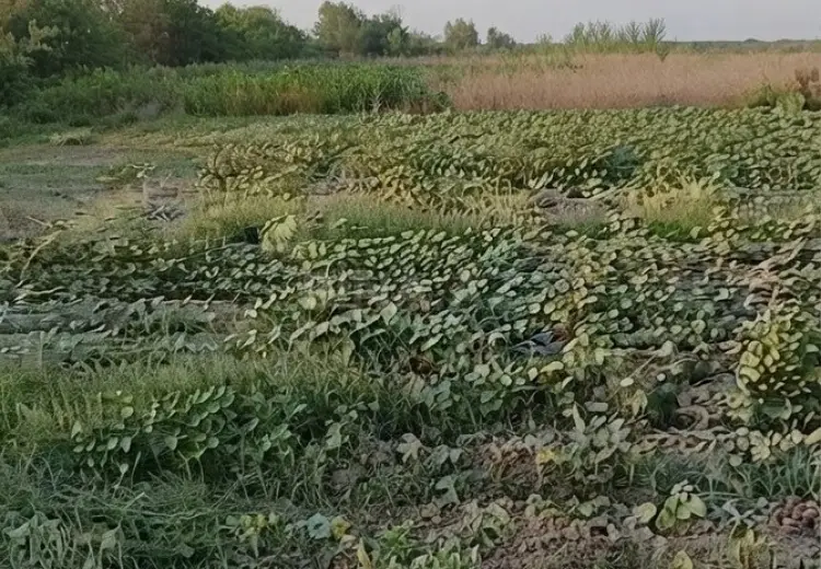 224 sot Torpaq Satılır, Yevlax