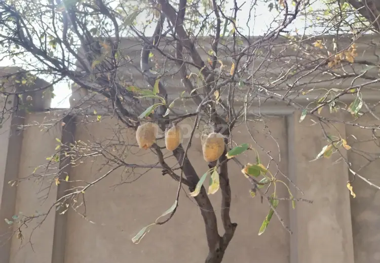6 otaqlı mənzil , Sumqayıt