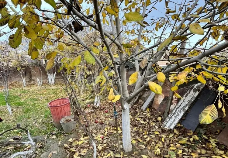 0 m² Obyekt / Ofis , Saray, Abşeron