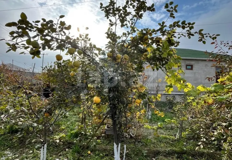 0 m² Obyekt / Ofis , Saray, Abşeron