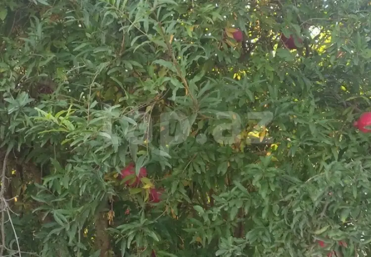 0 m² Obyekt / Ofis , Zığ qəs., Suraxanı, Bakı