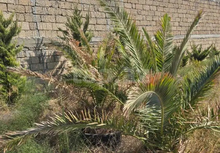 0 m² Obyekt / Ofis , Zirə, Xəzər, Bakı