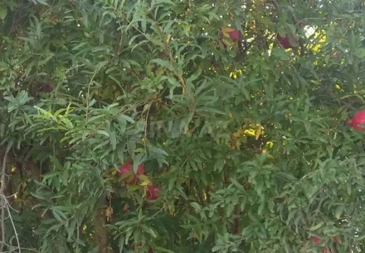 4.8 sot Torpaq Satılır, Zığ qəs., Suraxanı, Bakı
