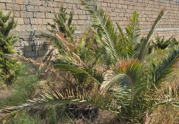 13 sot Torpaq Satılır, Pirallahı, Bakı