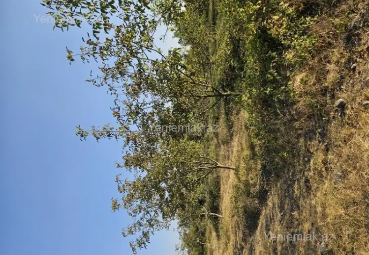 3000 sot Torpaq Satılır, Qəbələ
