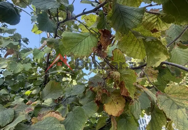 25 sot Torpaq Satılır, Xaçmaz