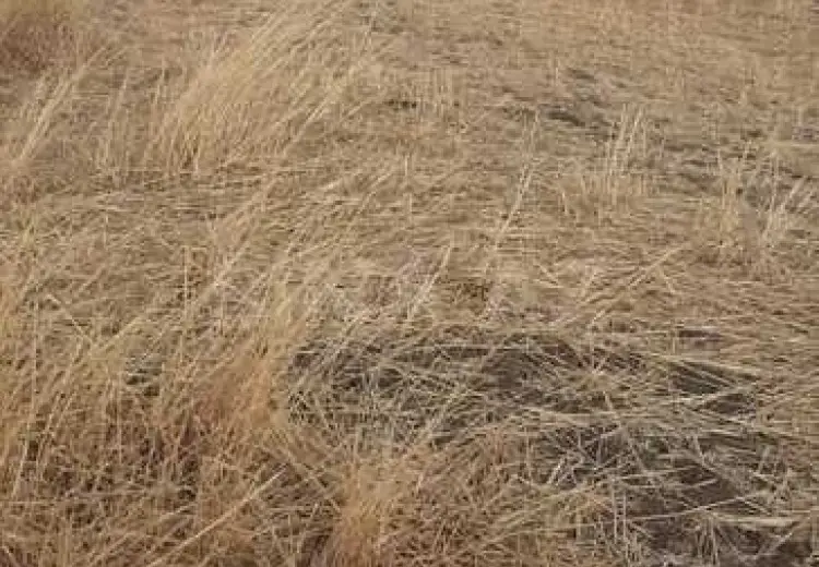 3939 sot Torpaq Satılır, Qobustan şəh., Qobustan