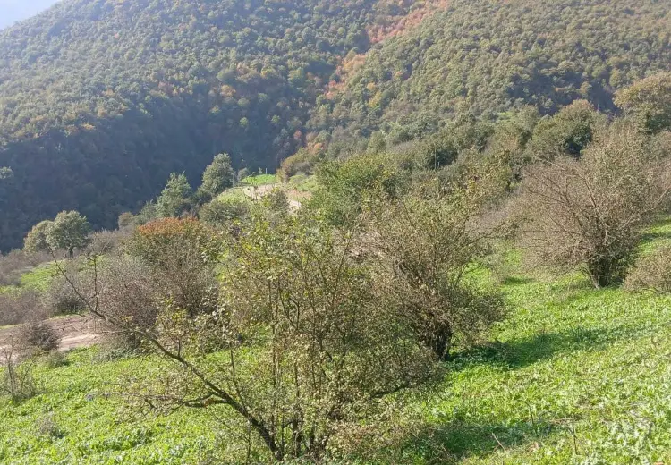 50 sot Torpaq Satılır, Şıxlar qəs., Yardımlı
