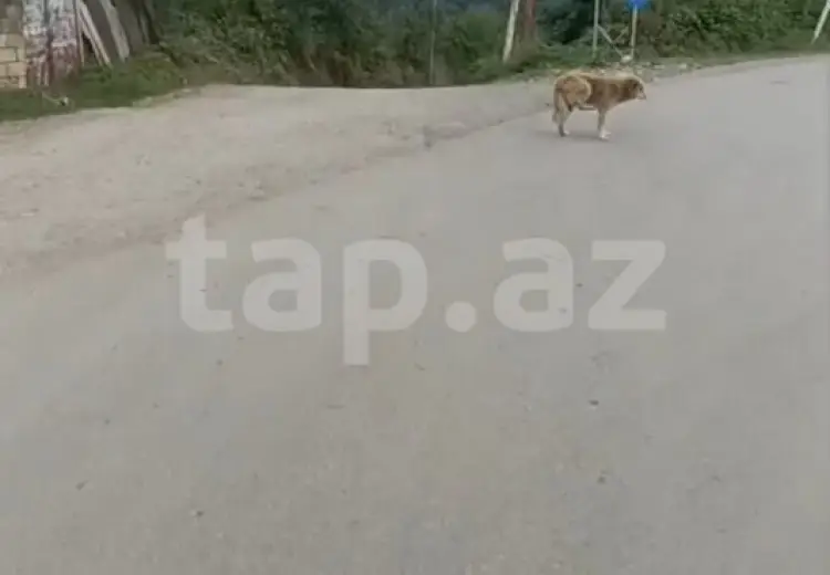 6 otaqlı mənzil , Quba