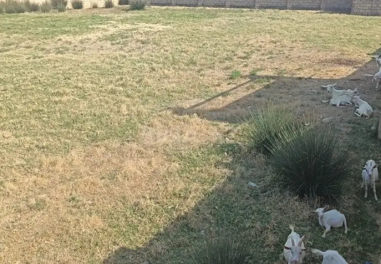 10 sot Torpaq Satılır, Novxanı, Abşeron