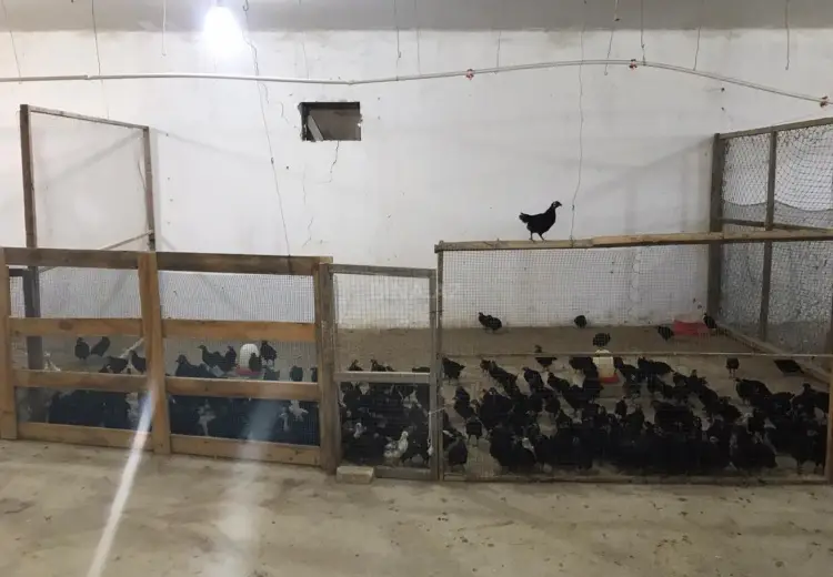 15000 m² Obyekt / Ofis Kirayə (aylıq), Qobu, Abşeron