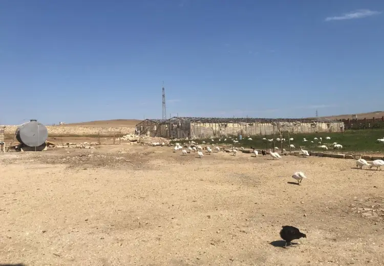 15000 m² Obyekt / Ofis Kirayə (aylıq), Qobu, Abşeron
