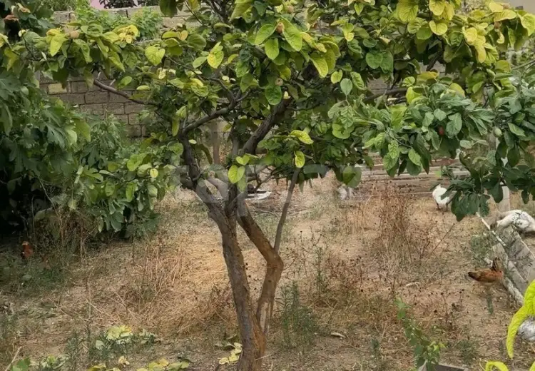 0 m² Obyekt / Ofis , Binə qəs., Xəzər, Bakı