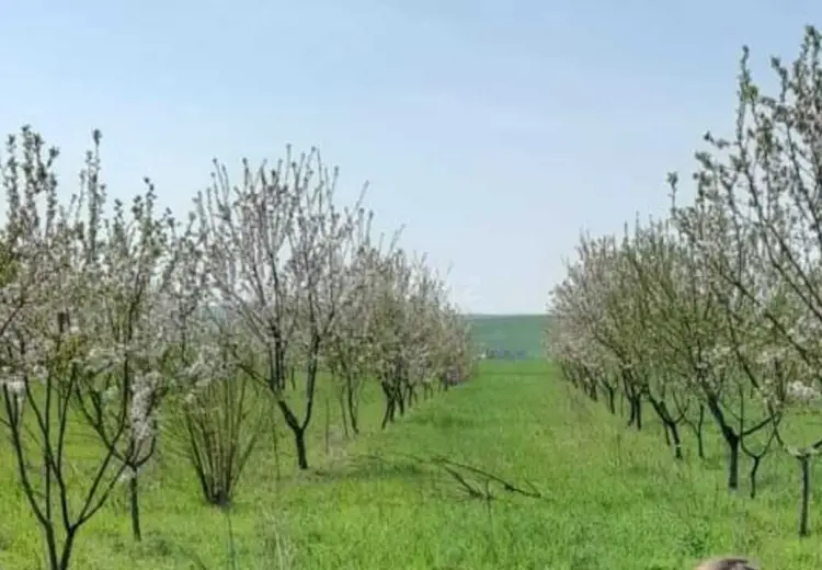 1200 sot Torpaq Satılır, İsmayıllı