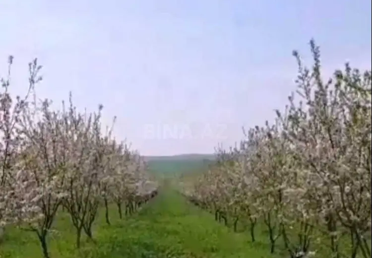 1200 sot Torpaq Satılır, İsmayıllı