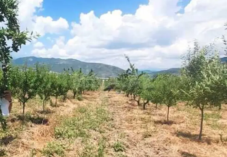 1200 sot Torpaq Satılır, İsmayıllı