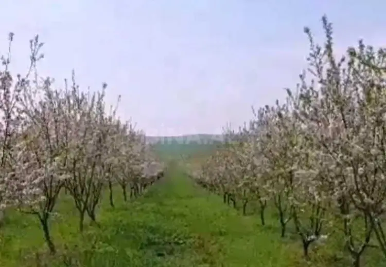 1200 sot Torpaq Satılır, İsmayıllı