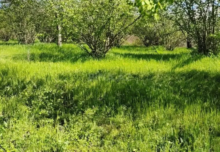 20 sot Torpaq Satılır, 28 may qəs., Qəbələ